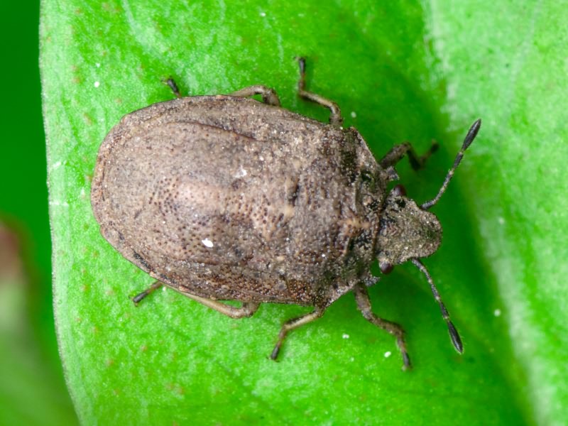 Podops (Podops) inunctus (Fabricius, 1775)